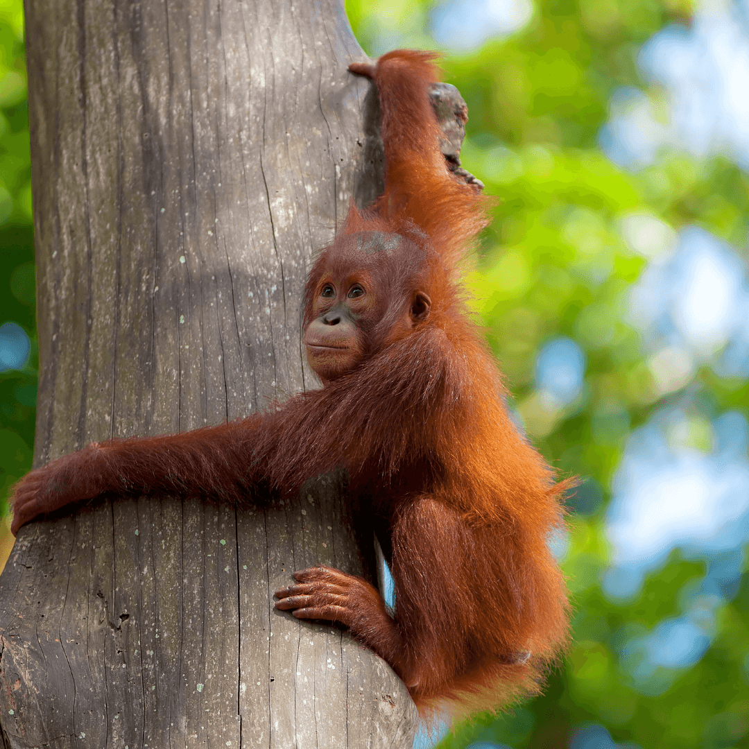 Orang-outan Borneo