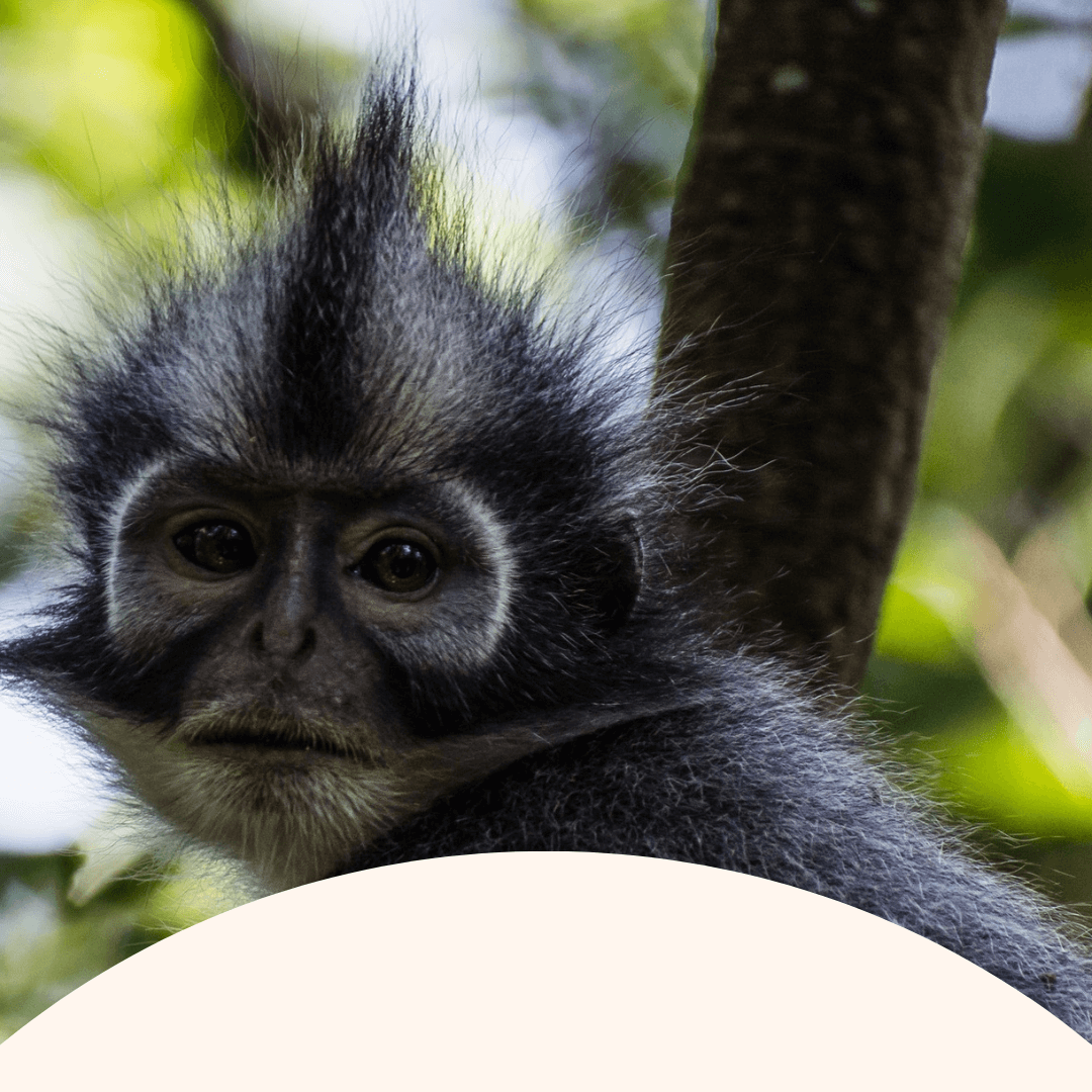 Gunung Leuser