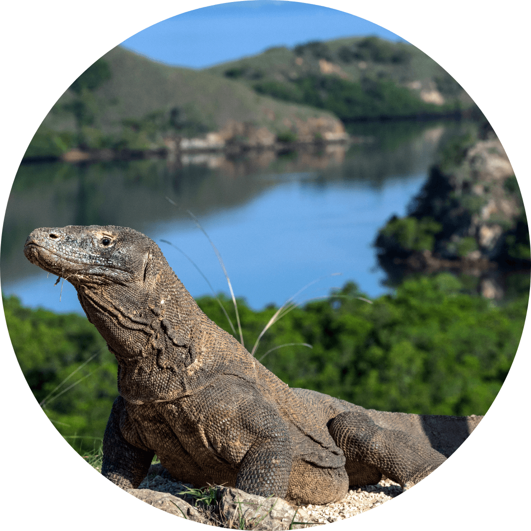 Parc National de Komodo